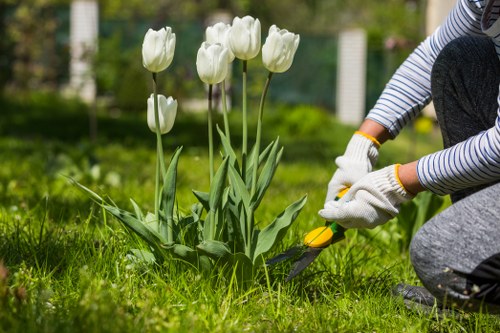A gardener wearing striped sleeves and gardening gloves is trimming a flower bed in a landscaped backyard in Golders Green. The area features a lush green lawn, with a small cluster of white tulips in the foreground and neatly maintained shrubs behind. The soil around the tulips appears healthy, and the garden is bordered by a wooden fence and mature trees, providing a quiet outdoor environment. The scene is captured on a bright, mild day, with natural sunlight illuminating the vibrant green foliage and the fresh blooms. This image reflects professional gardening work aimed at maintaining aesthetic appeal and healthy plant growth in a suburban outdoor space, aligning with landscaping services offered by Landscapers Golders Green.