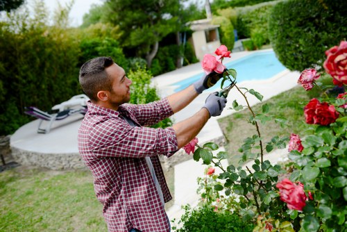 A man with short dark hair, wearing a plaid shirt and gardening gloves, is tending to a flowering rose shrub in a well-maintained backyard garden. The garden features a lush, green lawn with dense hedges and a variety of shrubs, set against a backdrop of a rectangular swimming pool with a surrounding paved patio area. The scene is bathed in natural daylight, suggesting a clear weather day, with mature trees providing shaded areas. The man is carefully pruning or inspecting the vibrant pink roses, which are in full bloom, and the garden appears to be professionally landscaped, reflecting high standards of outdoor maintenance typical of a service offered by landscapers in Golders Green. The garden space is structured with a mix of soft greenery and defined plant beds, creating a visually appealing, tranquil outdoor environment suitable for outdoor garden care and maintenance services.