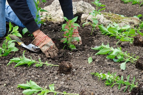 Sustainable maintenance practices in a landscaped Golders Green garden
