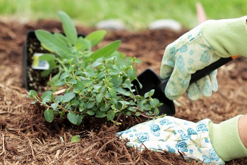 A close-up view of a gardener's gloved hands planting a small shrub into the soil of a well-maintained garden, with a black plastic plant pot placed nearby. The surrounding garden features a neatly edged flower bed with dark, rich soil, and a backdrop of lush green grass and small, leafy plants. The garden area appears to be part of a landscaped outdoor space in Golders Green, with natural lighting suggesting a mild, overcast day. The scene emphasizes careful planting and soil preparation, highlighting typical gardening activities undertaken by professional landscapers in London residential gardens, supporting the outdoor maintenance and planting services offered by Landscapers Golders Green.