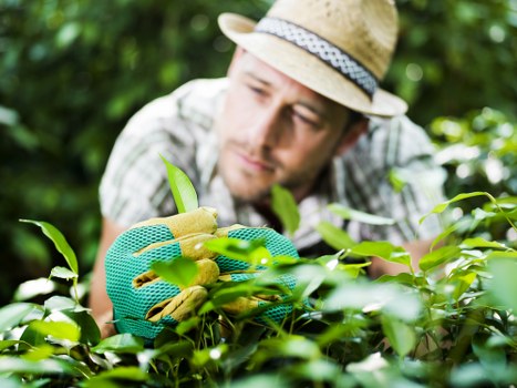 A man wearing a straw hat and light-colored shirt, with a focused expression, is trimming a lush green hedge using garden scissors. The hedge is dense with small, glossy leaves, forming a tidy boundary within a landscaped outdoor space. Behind and around the hedge, there are other plants and trees, suggesting a well-maintained garden environment. The ground appears to be covered with soil, and the overall scene reflects a sunny day with natural light highlighting the vibrant greenery. This outdoor setting exemplifies professional garden maintenance, typical of landscaping services offered by companies such as Landscapers Golders Green in the NW11 postcode, providing a neat and attractive garden aesthetic suitable for local garden care and landscaping projects.