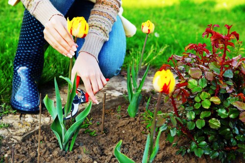 A person tending to a flower bed in a well-maintained garden in Golders Green, London, with vibrant yellow tulips and a nearby shrub with reddish-green leaves. The garden features a lush, green lawn in the background, bordered by a narrow paved path and edged with neatly trimmed hedges. The soil in the flower bed is dark and freshly turned, with the person wearing a multicoloured sweater and jeans, carefully planting or tending to the tulips. Bright, natural daylight illuminates the scene, highlighting the textures of the soil, plants, and garden furniture, creating an inviting outdoor space that showcases professional gardening and landscaping work by Landscapers Golders Green.