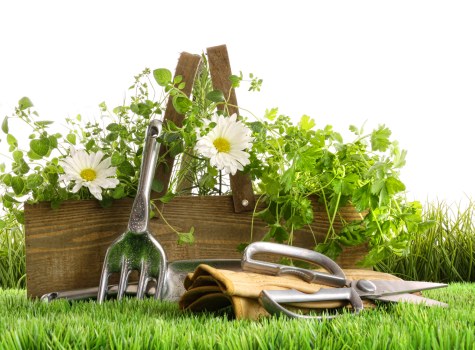 Diverse selection of native and exotic plants for Golders Green landscapes