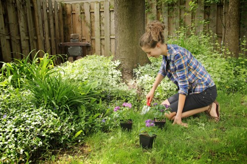 Cost-effective tree maintenance solutions available