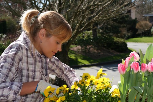 A woman with blonde hair tied back, wearing a plaid shirt and gardening gloves, tending to a flower bed in a front garden. The garden features a variety of colorful blooming flowers, including pink tulips and yellow pansies, planted in mulched flower beds bordered by a paved pathway. Behind her, there are trees with sparse foliage, suggesting early spring, and a well-maintained lawn area. The setting is outdoors on a clear, sunny day with natural light illuminating the garden space, which is part of a residential property in Golders Green. This scene showcases typical features of a landscaped front yard, emphasizing plant care, seasonal planting, and outdoor gardening that landscaping professionals like Landscapers Golders Green regularly support and enhance.